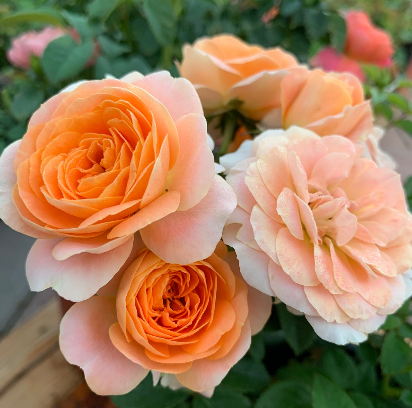 Champagne Terrace  果汁阳台 Floribunda Rose, Non-Grafted/Own Root.Yearlong flower buds. Perfect for small gardens.