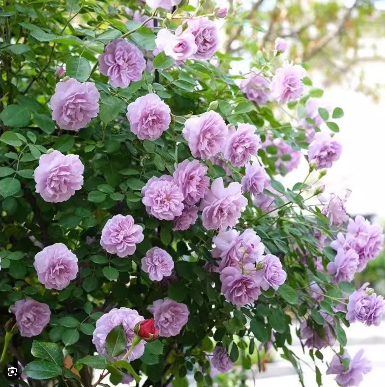 Rainy Blue 蓝色阴雨 ，Climbing Rose，Non-Grafted/Own Root.