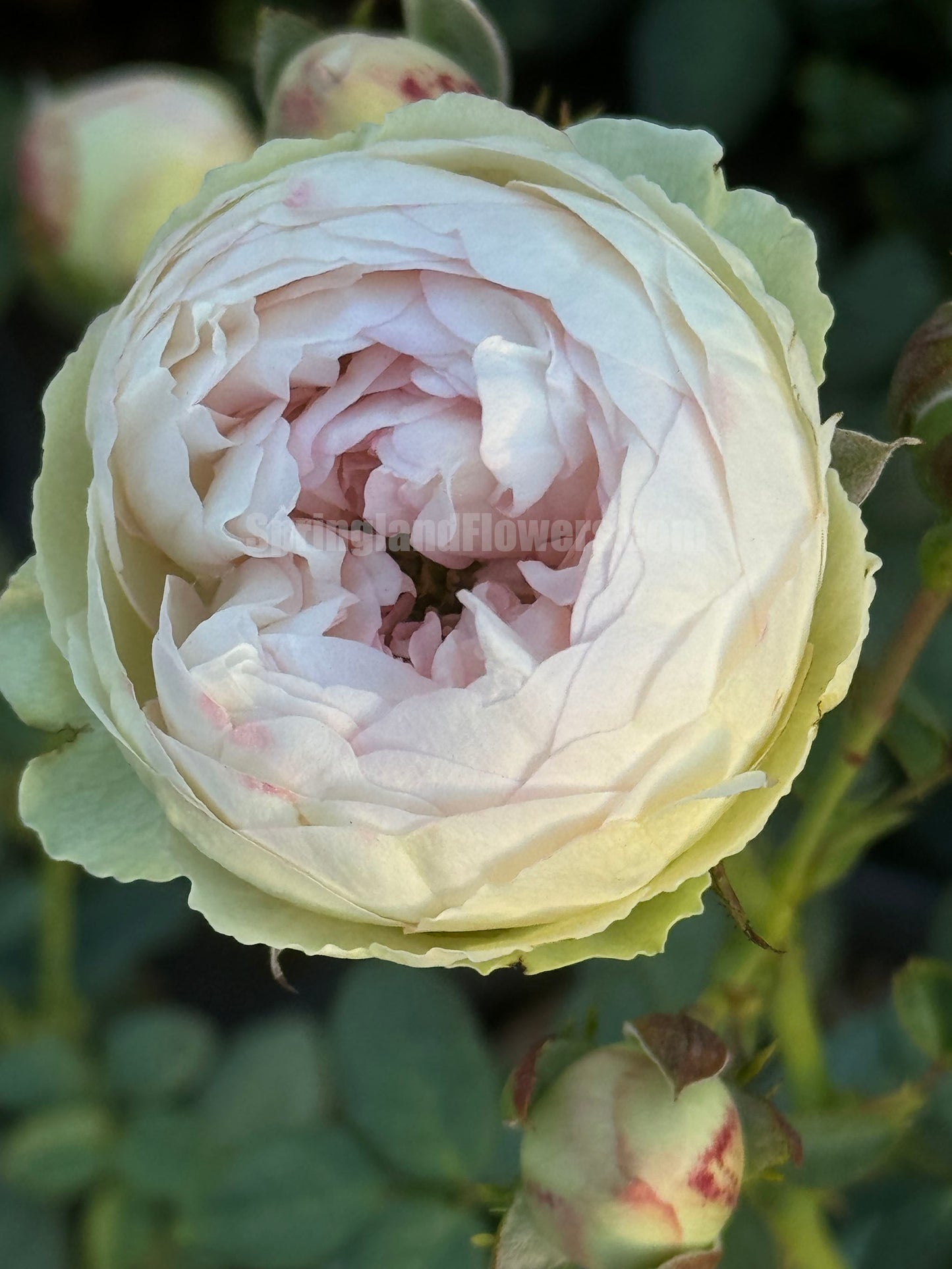 Strawberry Pie 草莓派，Chinese Shrub Rose, Non-Grafted/Own Root.