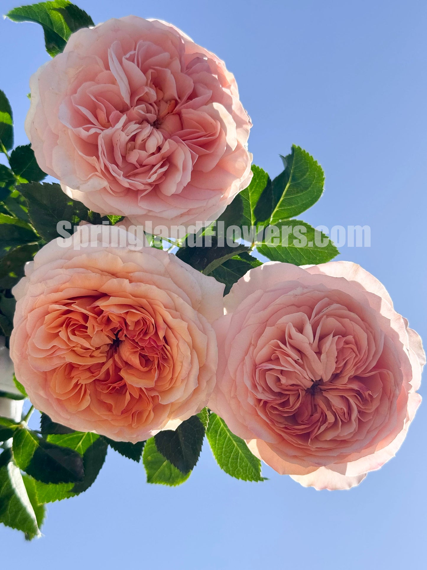 #SPF280, Avalanche Abricot 杏子雪崩月季/雪杏子, Floribunda Rose，Heat-tolerant, Disease-resistant. Non-Grafted/Own Root.