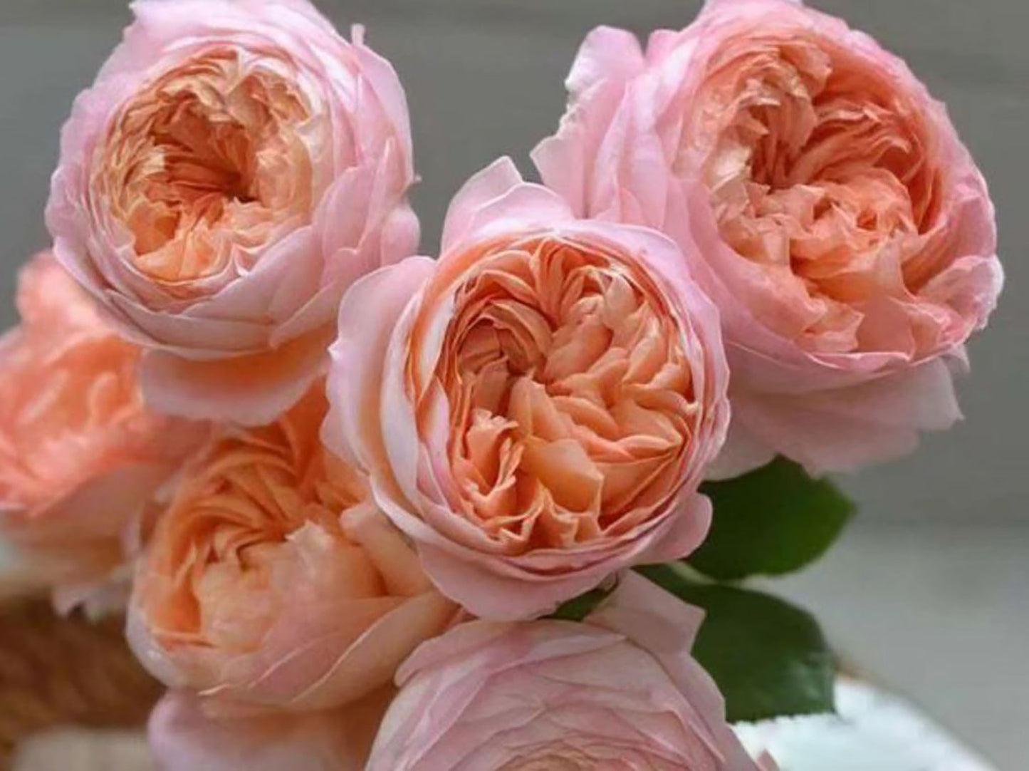 #SPJ033,extremely similar to Confiture 果酱,  Japanese Florist Shrub Rose, Non-Grafted/Own Root.