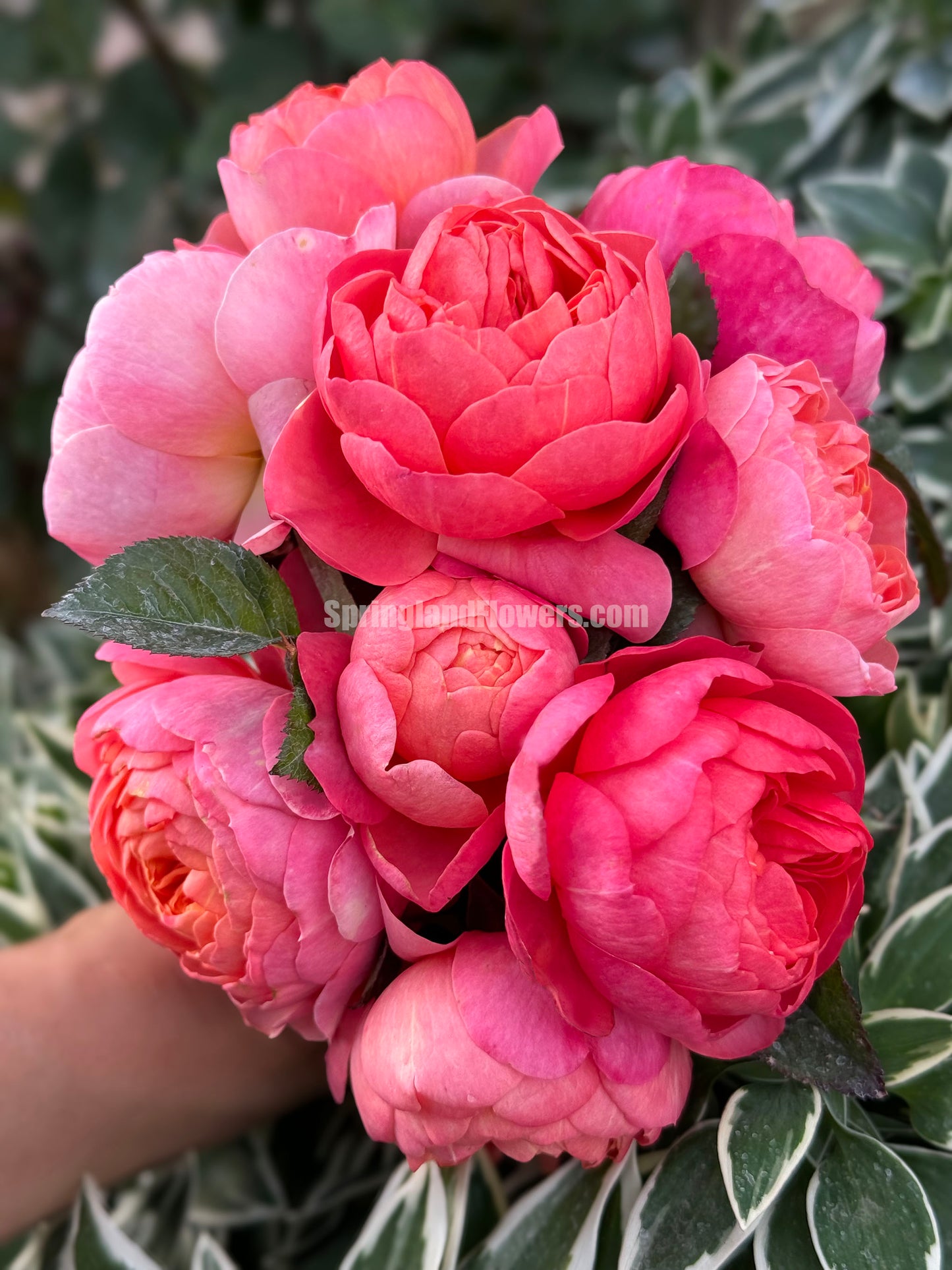 Grapefruit Terrace 血橙果汁阳台,  Floribunda Rose, Non-Grafted/Own Root.Yearlong flower buds. Perfect for small gardens.