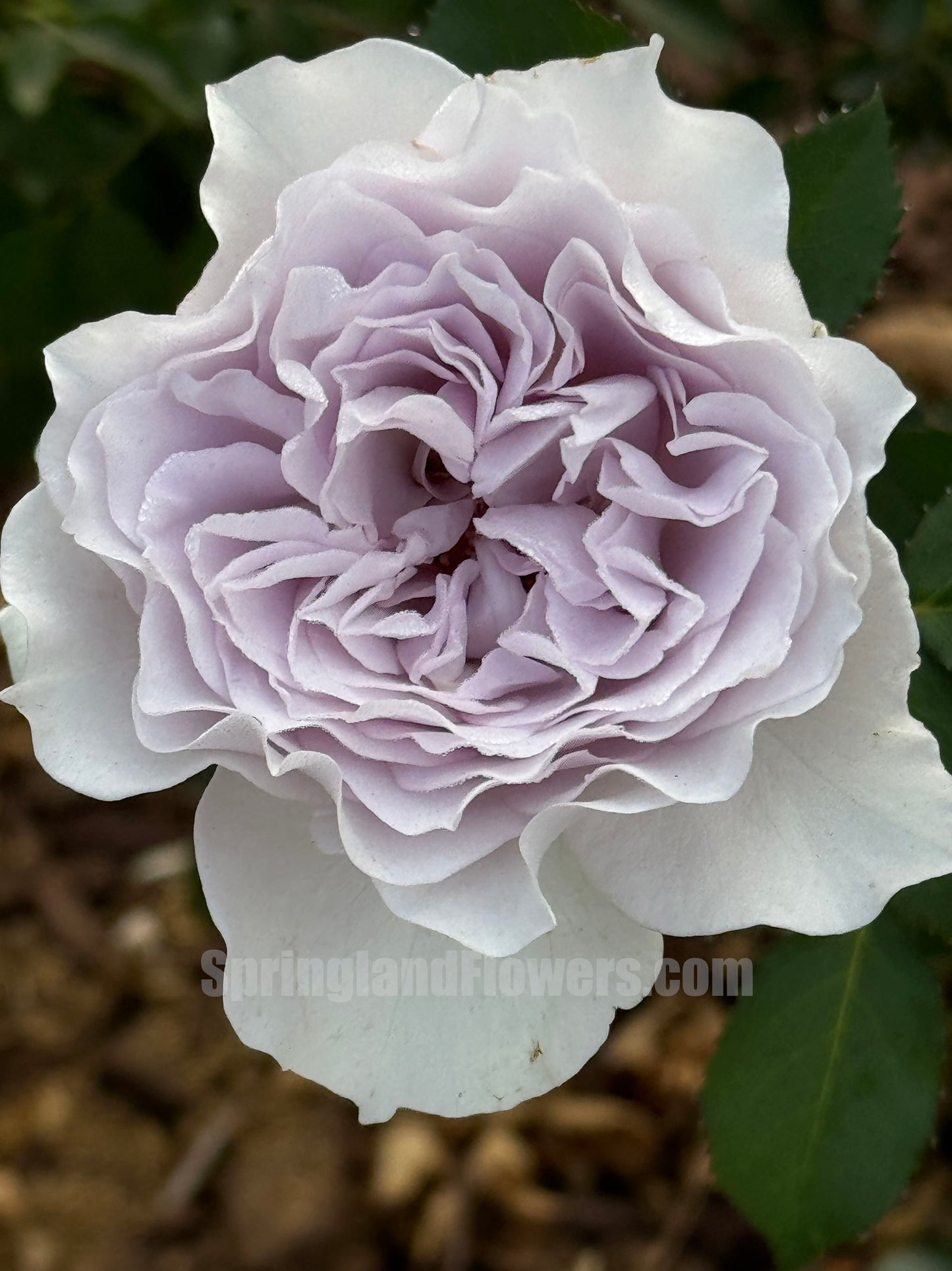 JiSe/Azure Tranquility 霁色, Chinese Shrub Rose,  Non-Grafted/Own Root.