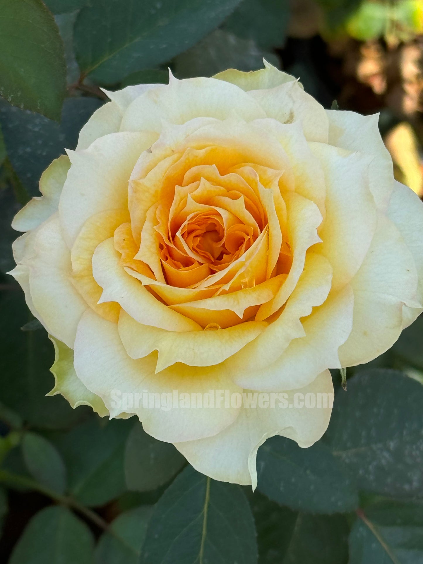 Sunny Antike 阳光古董 サニー アンティーク，Japanese Shrub Rose, Repeats Blooming, Strong Fragrance, Non-Grafted/Own Root.