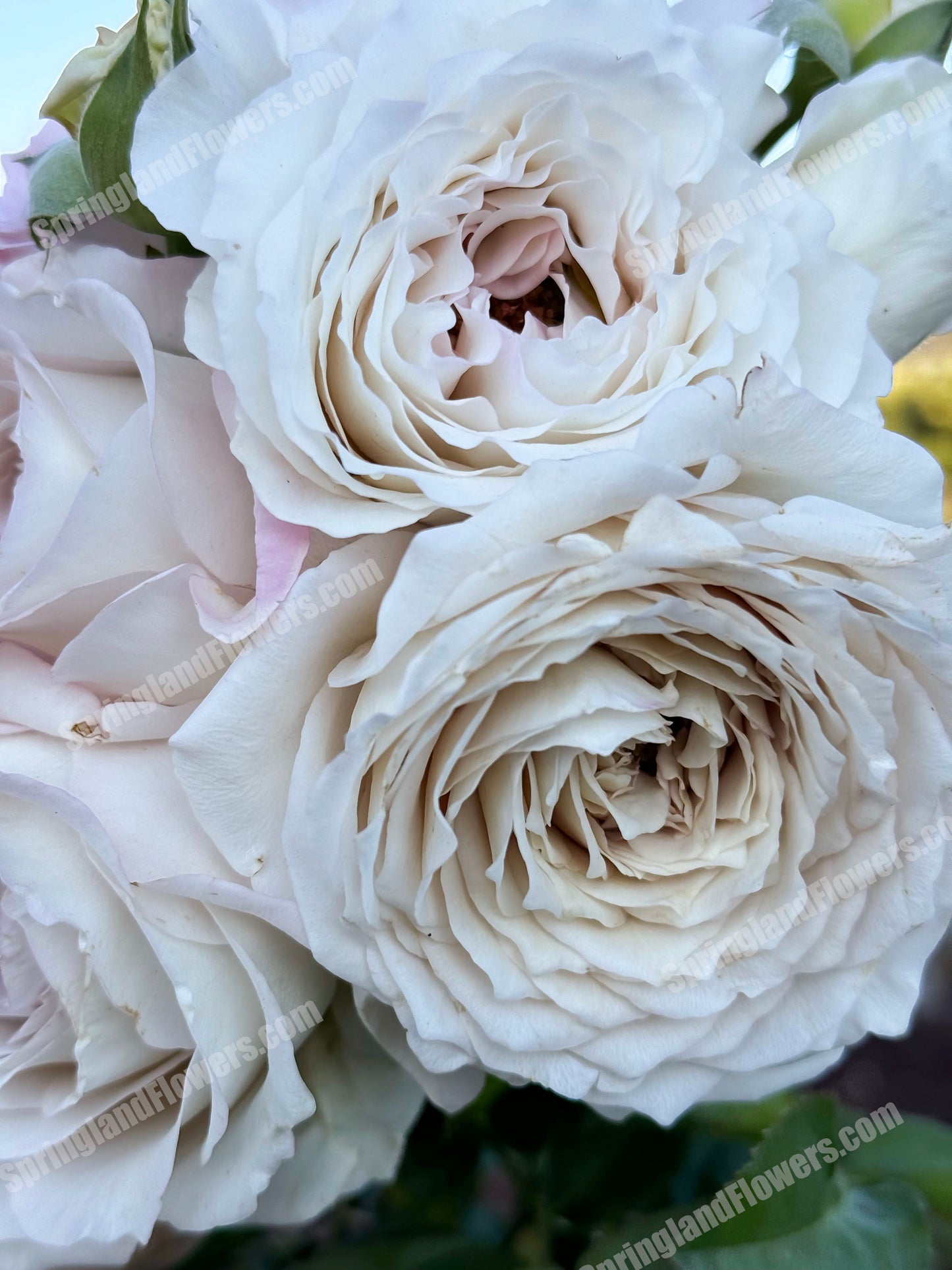 Milky Pearl 珍珠牛奶 ミルキーパール,  Japanese Cutting Rose,  Non-Grafted/Own Root.