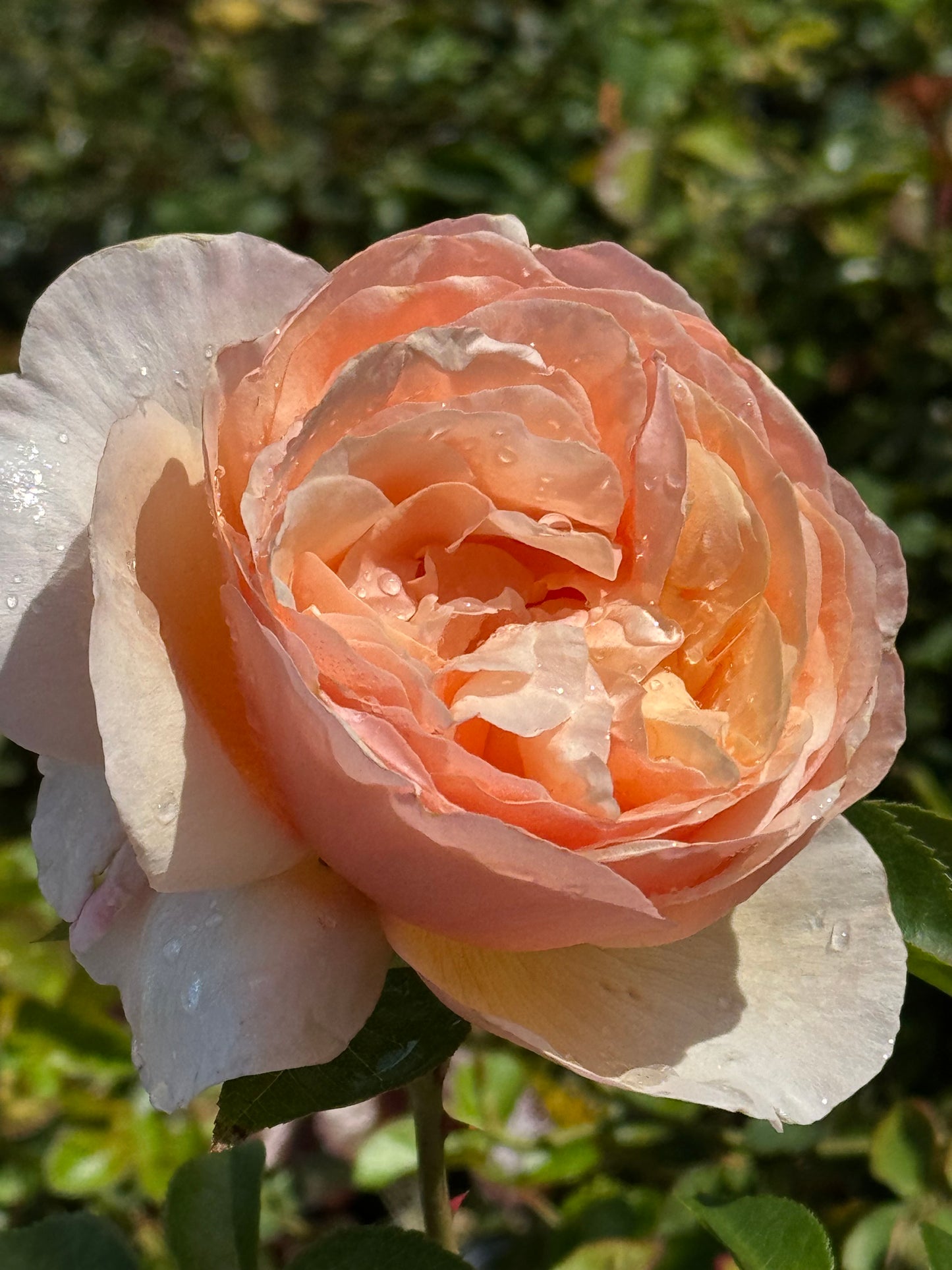 Tropicana 百香果, Shrub Rose， Non-Grafted/Own Root.