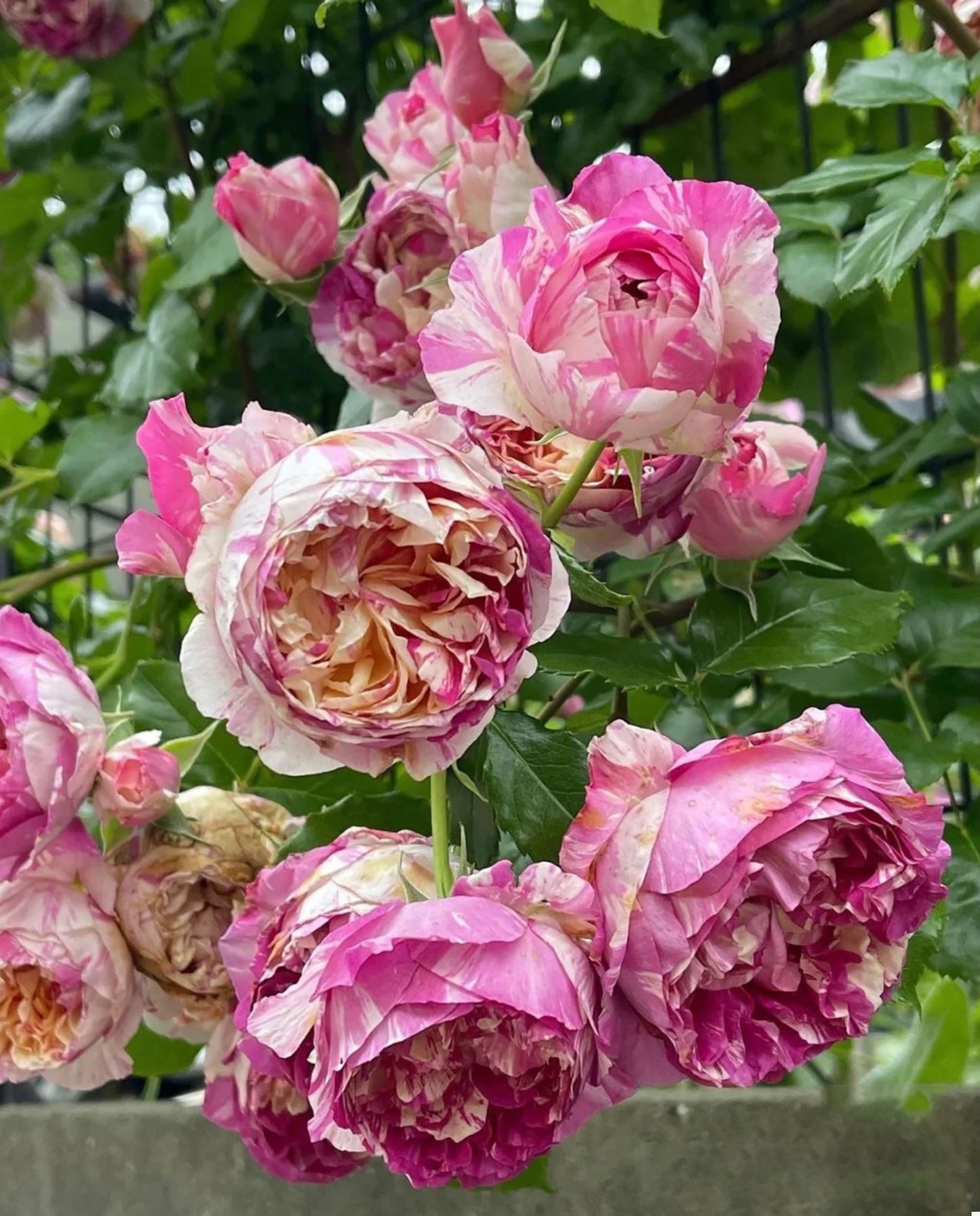 #SPF038, extremely similar to Édouard Manet 马奈, French Climbing Rose, Continuous Flowering And Strong Disease Resistance, Thornless. Non-Grafted/Own Root.