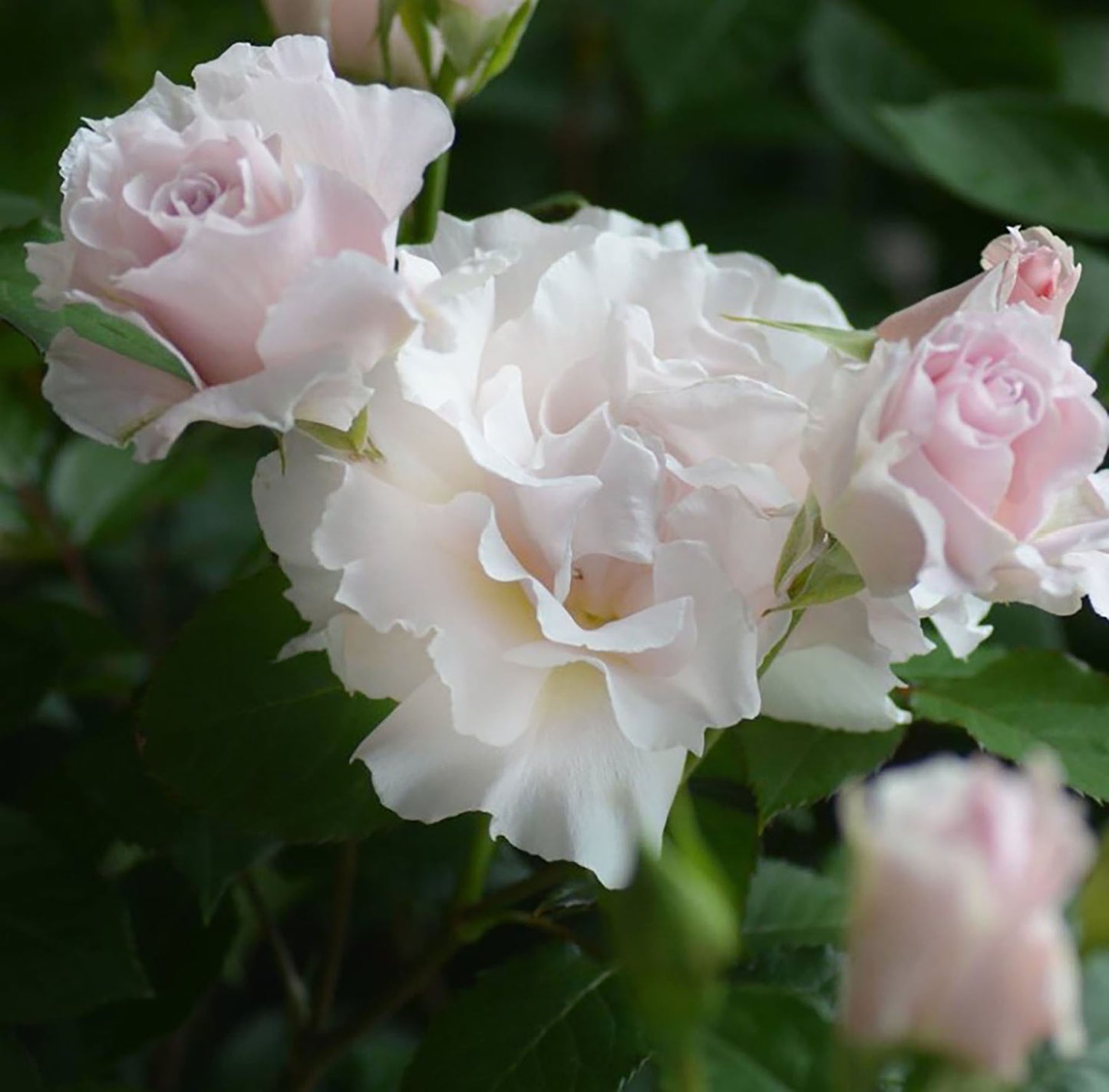 La Marié 河本新娘/新婚 ラマリエ，Japanese Floribunda Rose, Strong Fragrance，Thornless ,Non-Grafted/Own Root.