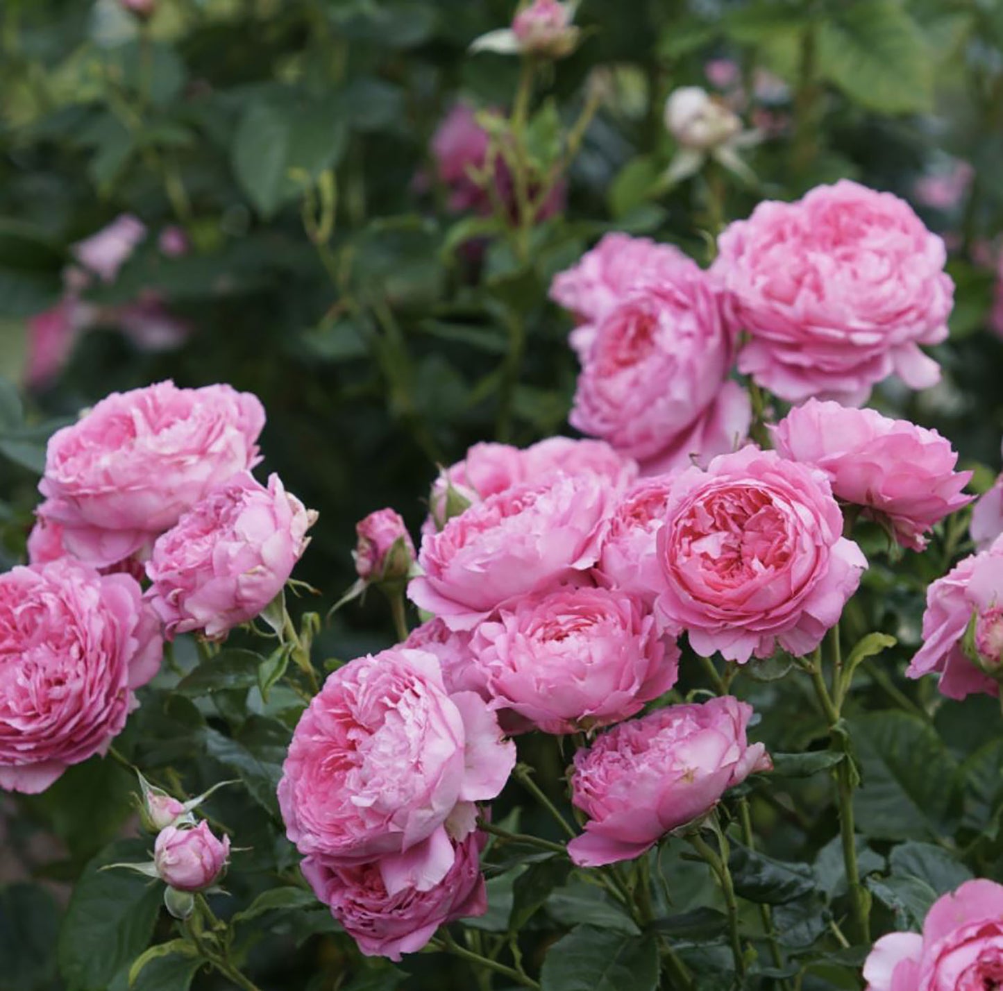 Chantal Mérieux 尚塔尔, Medium pink Shrub, Strong Fragrance. Upright, Strong Disease Resistance. An Almost Perfect Rose.Own Root.