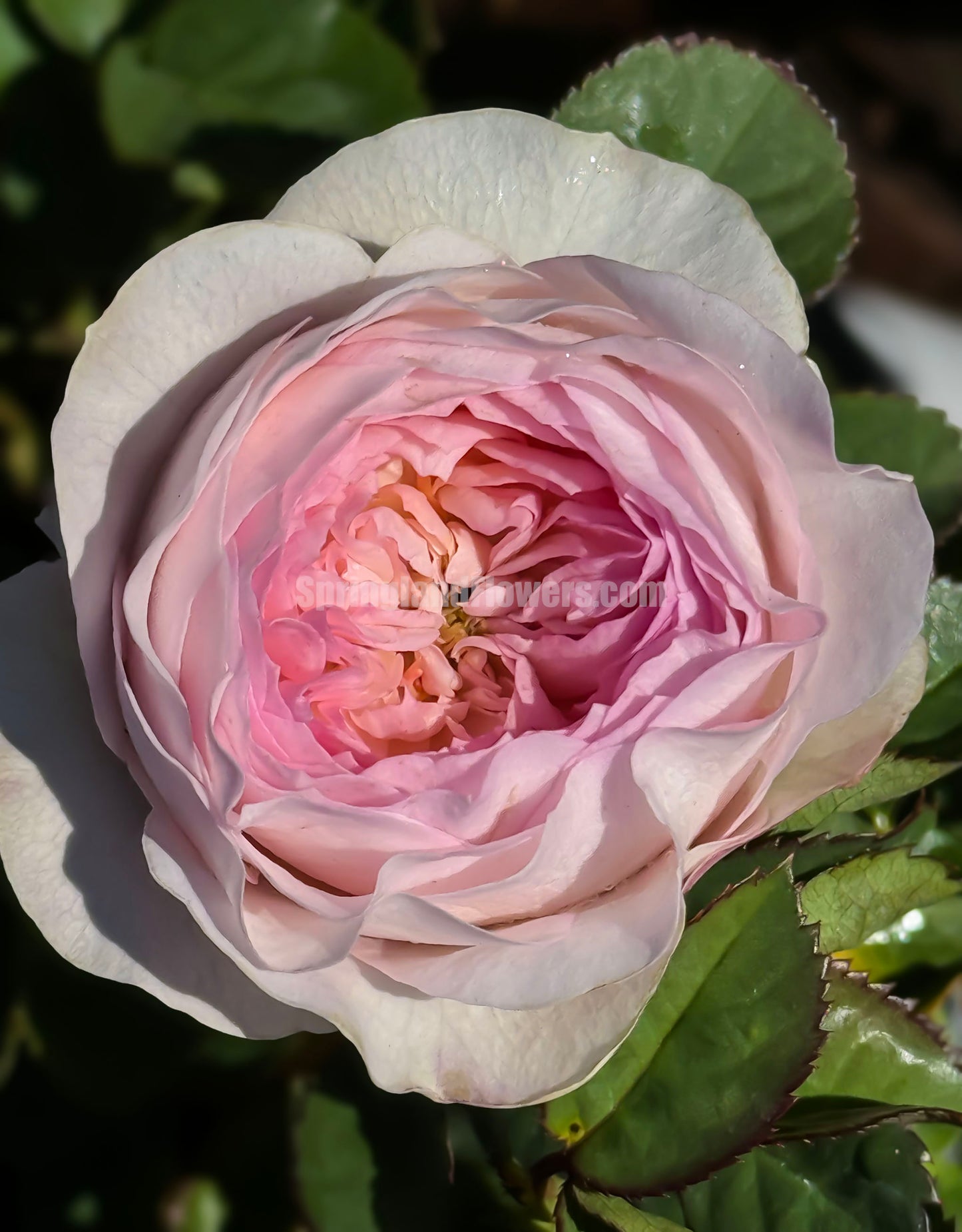 NEW !  J'adore 真我，Floribunda, Florists Rose.  Heat-tolerant, disease-resistant, Non-Grafted/Own Root.