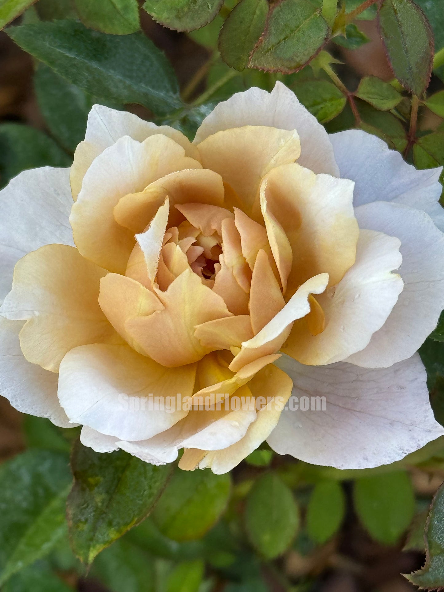 Fragment of Fall 锁清秋，Chinese Floribunda Rose, Upright, Repeat-Flowering, Excellent Disease Resistance，Non-Grafted/Own Root..