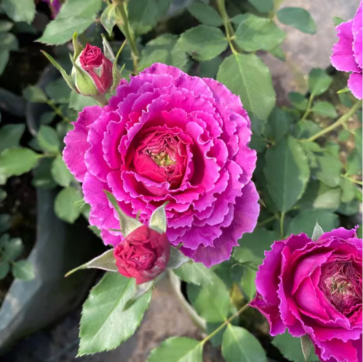 Ramukan 草药 ラムカン,  Japanese Shrub Rose，Strong Disease Resistance and Heat Tolerance,Non-Grafted/Own Root.