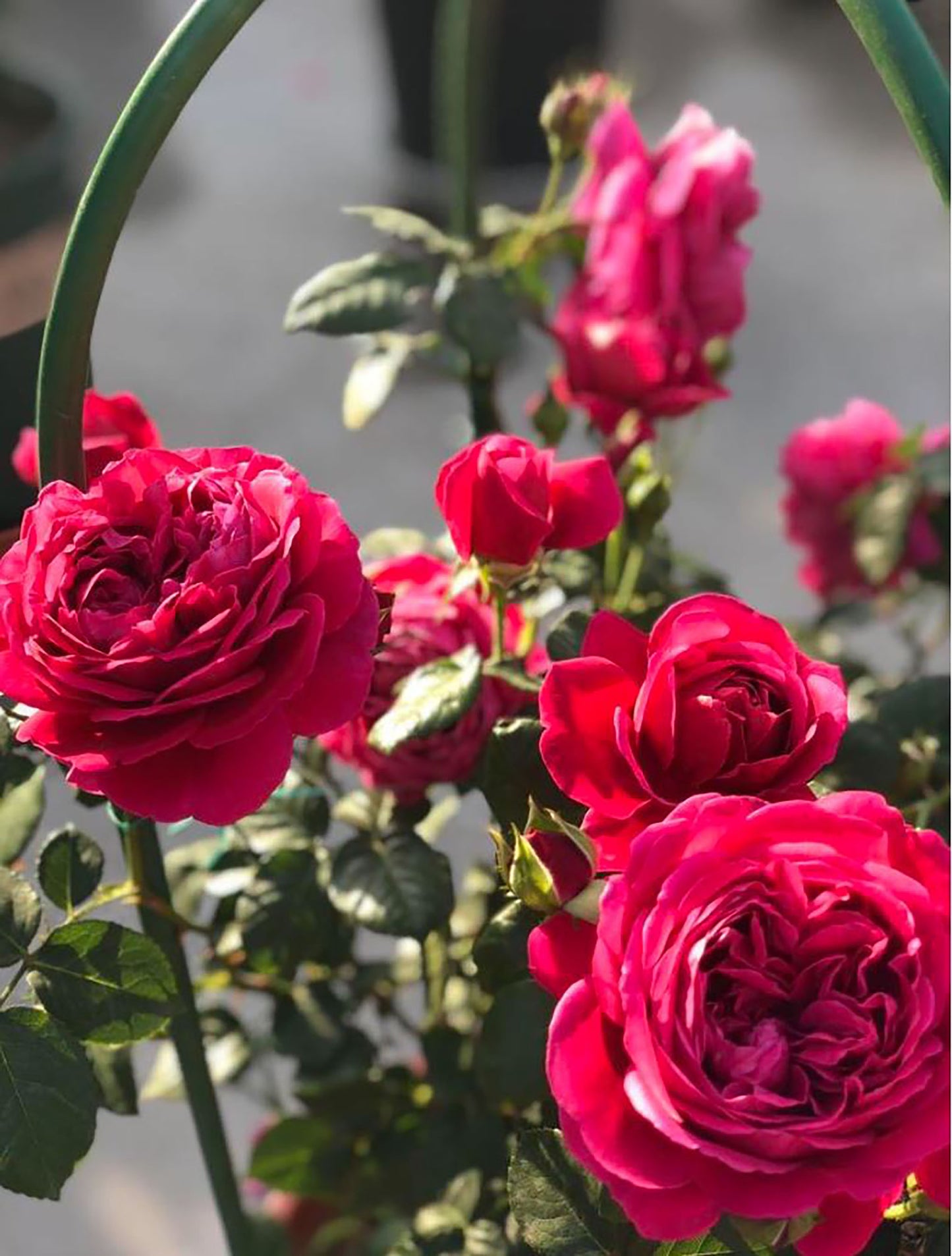 Cantina 伊芙酒窖 ワインセラー, Japanese Rose, Strong fragrance. Non-Grafted/Own Root.