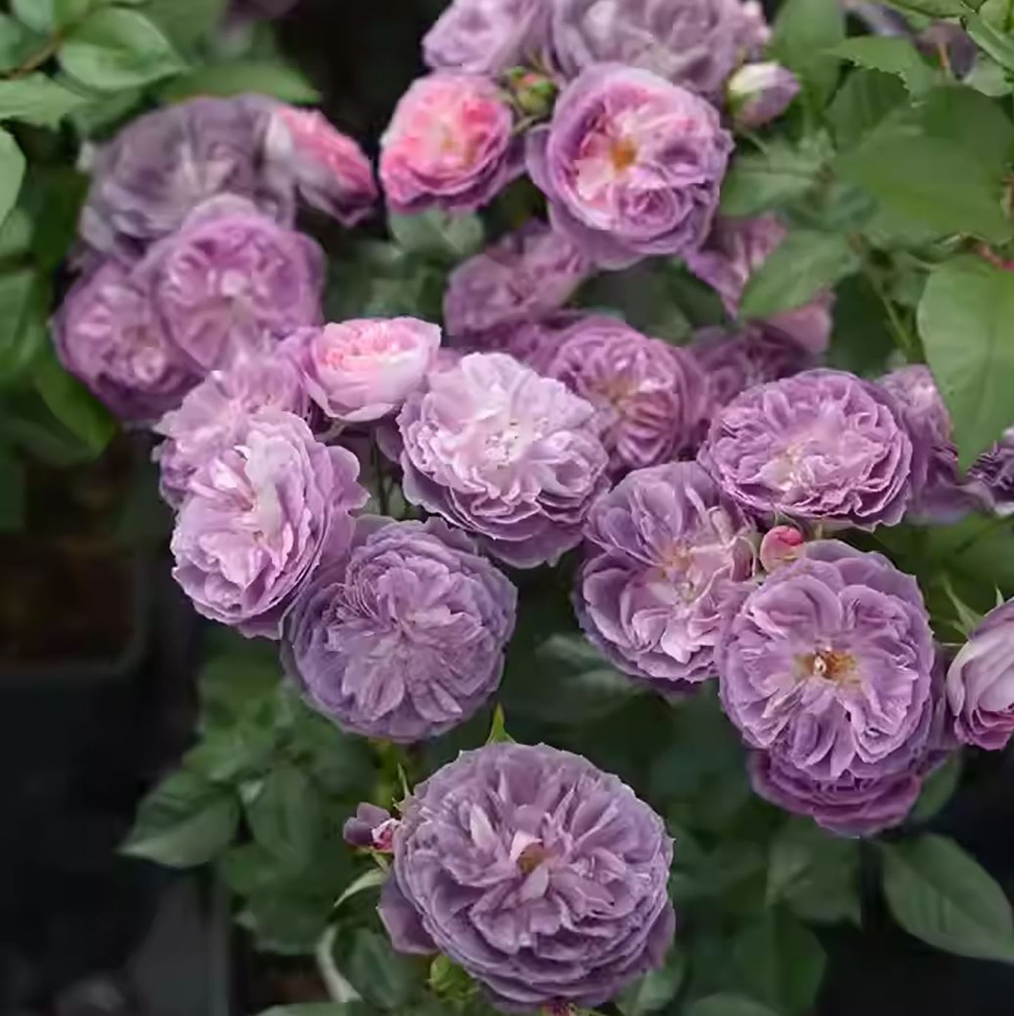 Rinaldo 圣十字军 リナルド，Japanese Shrub Rose,  Non-Grafted/Own Root.