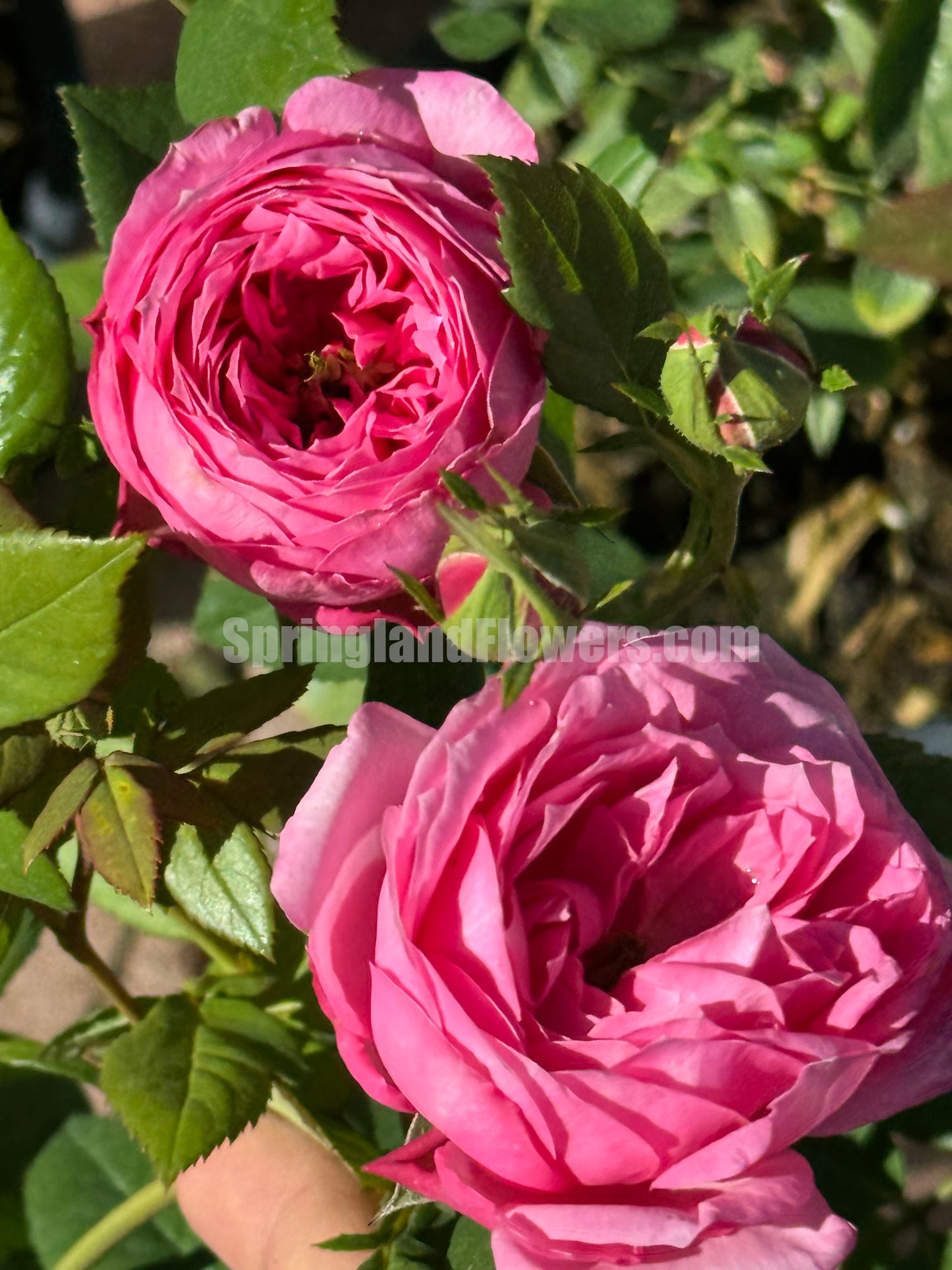 Miyako 京/宫古, Shrub Rose, Upright,Excellent Disease Resistance,Non-Grafted/Own Root.