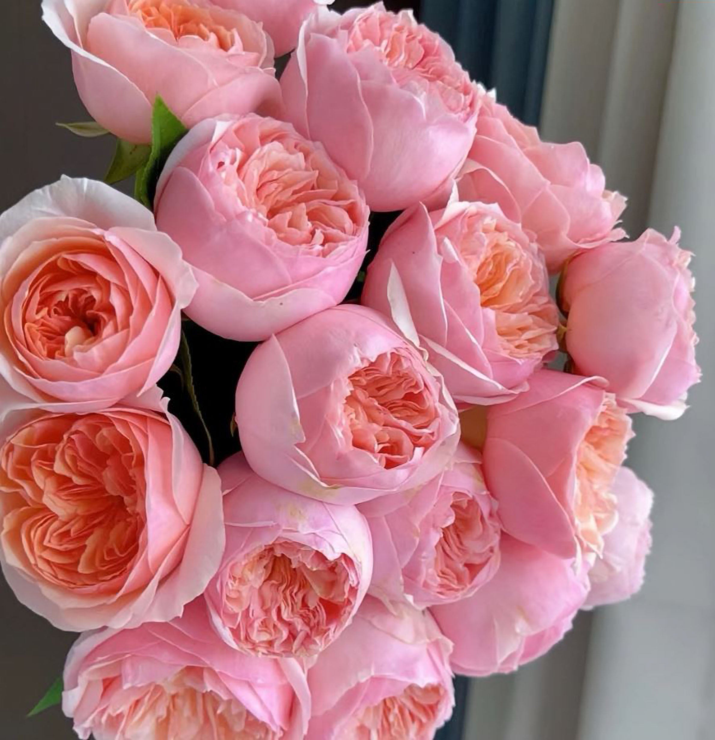 Products – Page 2 – SpringlandFlowers