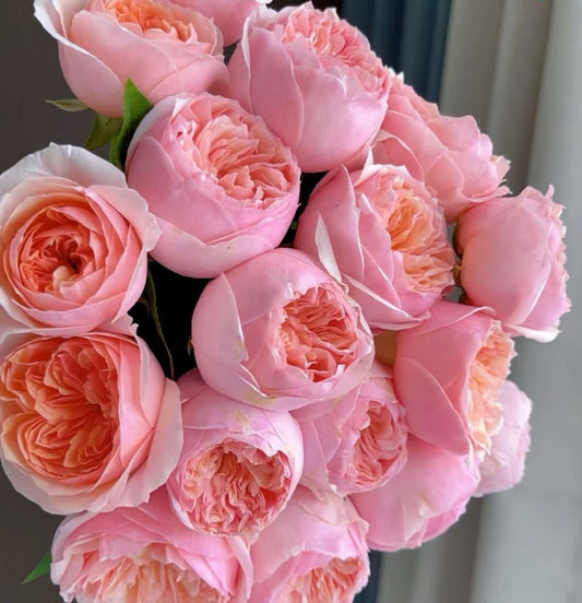 #SPC301,   Romeo 罗密欧, Florist Cutting Rose. Non-Grafted/Own Root.