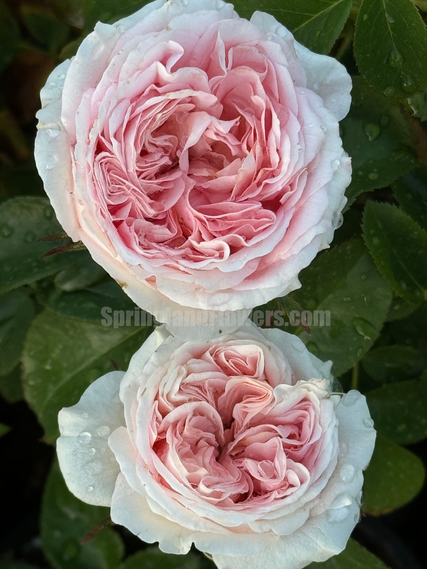 Voyage 航程，Hybrid Tea Rose，Strong Disease Resistance and Heat Tolerance,Non-Grafted/Own Root.