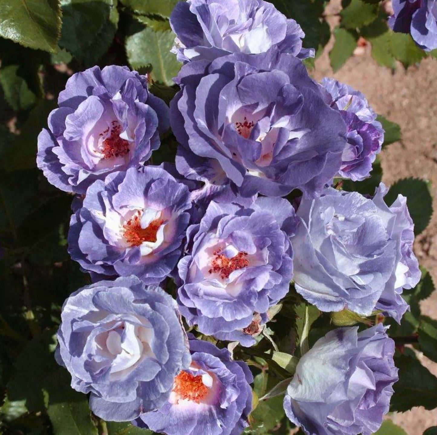 Blue For You 蓝色梦想, Floribunda Rose, Non-Grafted/Own Root.