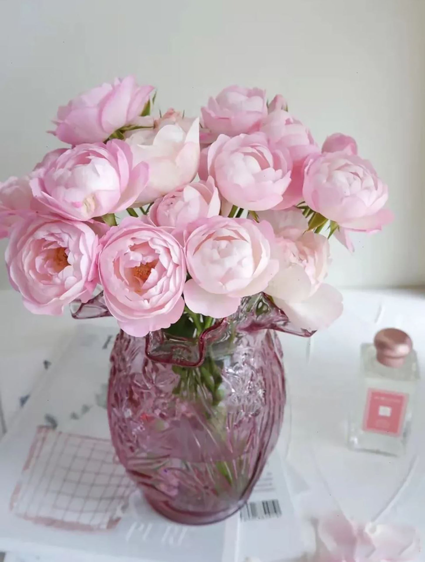 Strawberry Macaron草莓杏仁饼 ストロベリーマカロン , Japanese Floribunda Rose, Non-Grafted/Own Root.