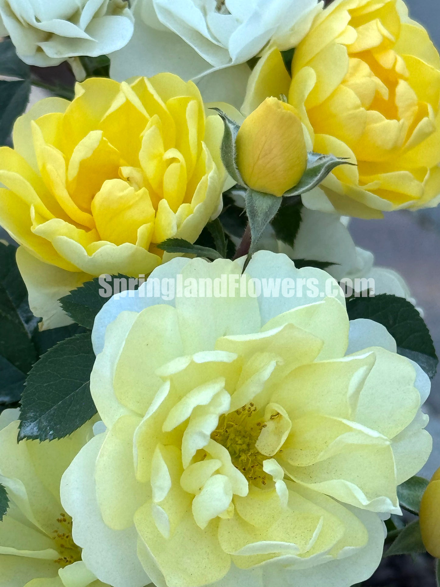 Lemonade Terrace 黄果汁，Floribunda Rose, Non-Grafted/Own Root.Yearlong flower buds. Perfect for small gardens.