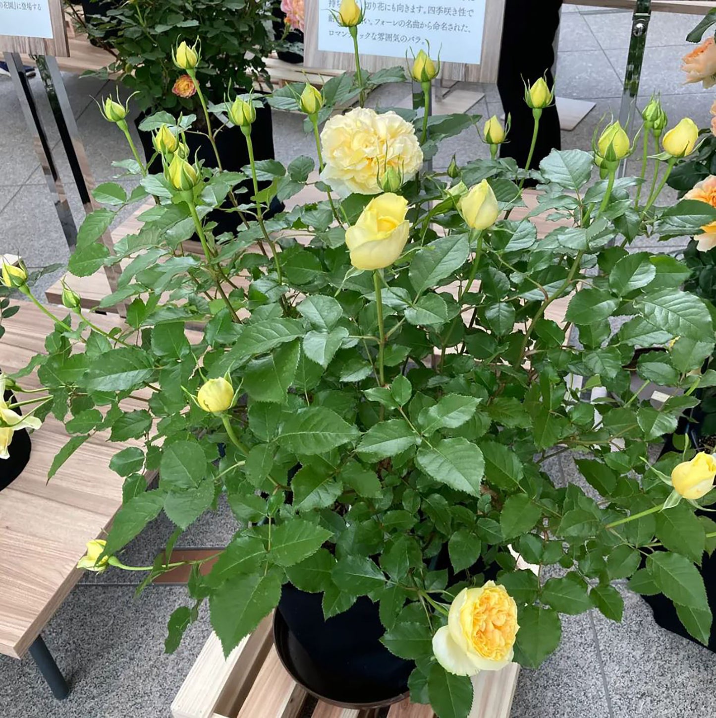 NEW ! 2021. Sicilienne 西西里舞曲, Japanese Shrub Rose, Heat-tolerant, disease-resistant, Thornless.