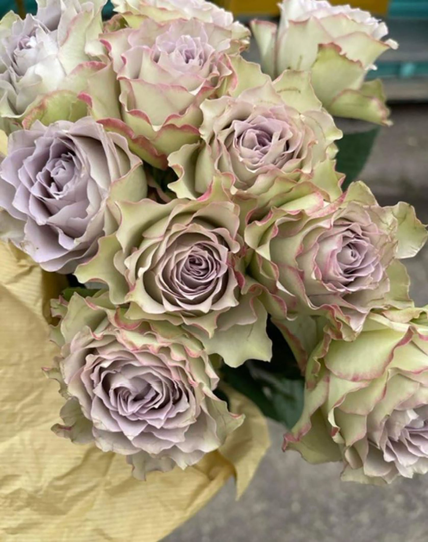 Lapis Veil 青金石面纱 ，Japanese Shrub Rose, Non-Grafted/Own Root.