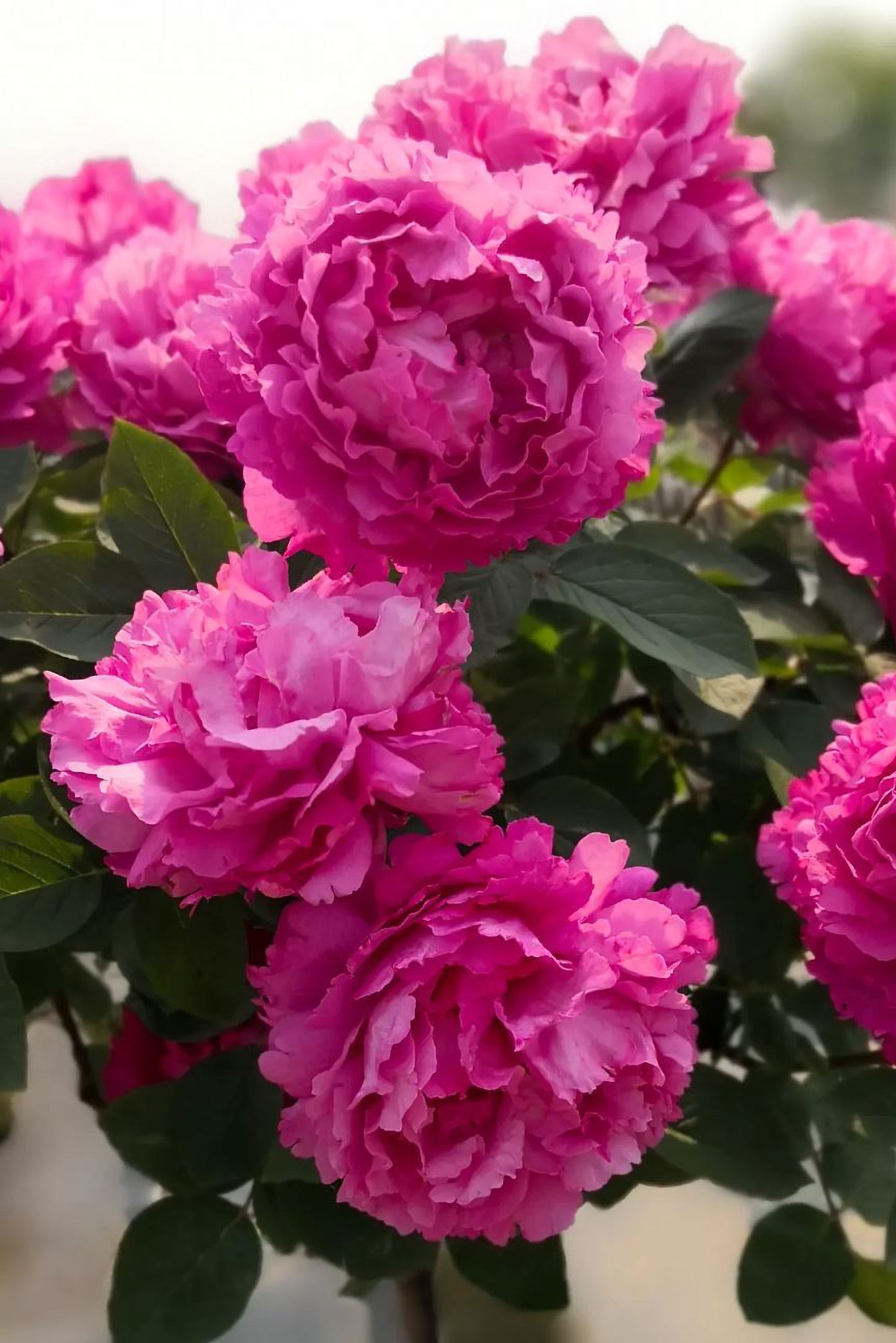#SPJ276, Yves Piaget Cl 藤本伊芙伯爵，Japanese Climbing Rose, Non-Grafted/Own Root.