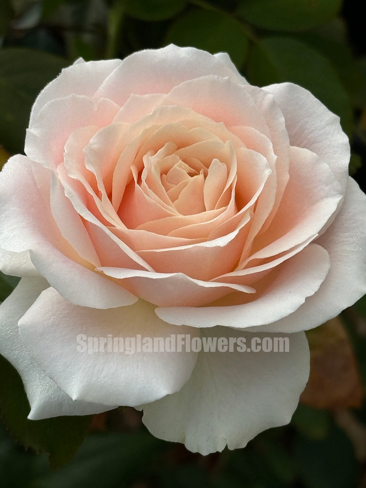 Pearl Avalanche 珍珠雪山，Cutting Rose,Florists Rose.  Heat-tolerant, disease-resistant, Non-Grafted/Own Root.