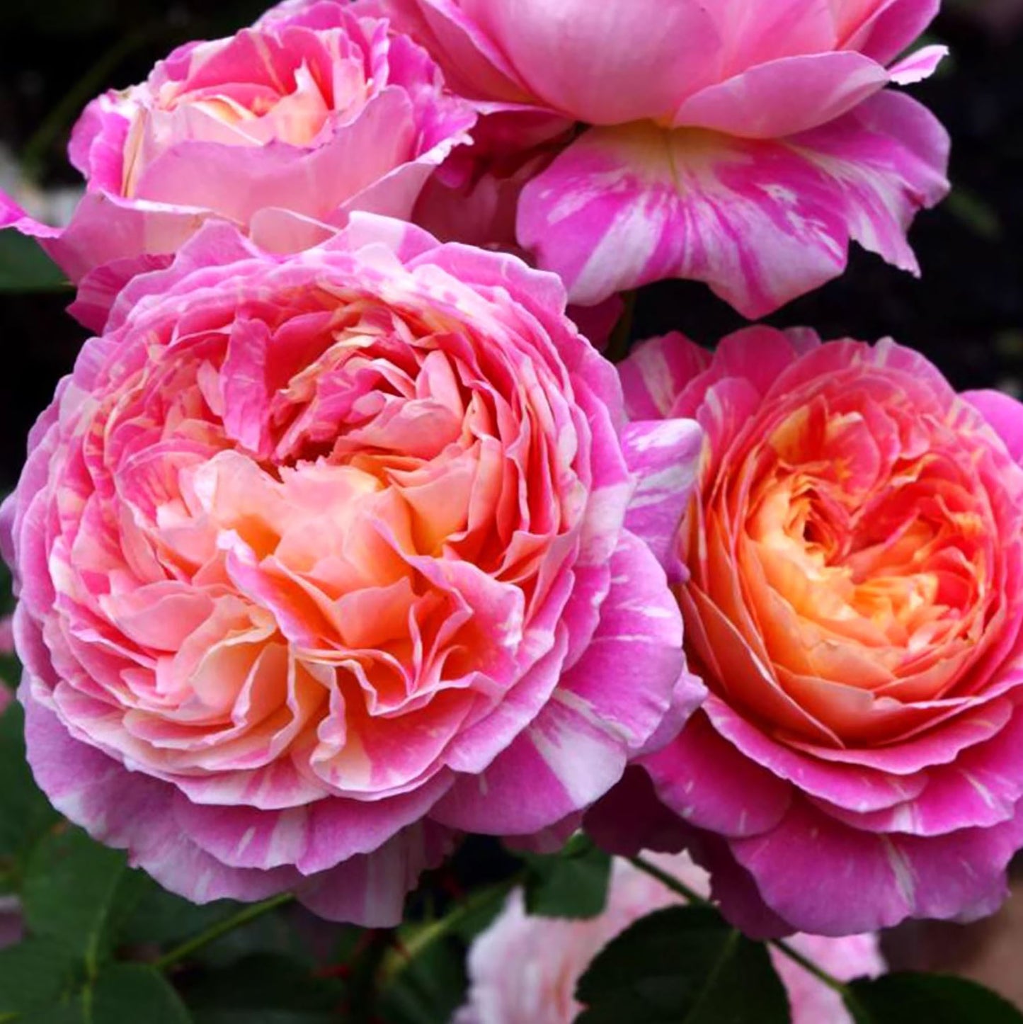 #SPF085，Extremely Similar to Marc Chagall 马克夏加尔，French Floribunda Rose, Non-Grafted/Own Root.