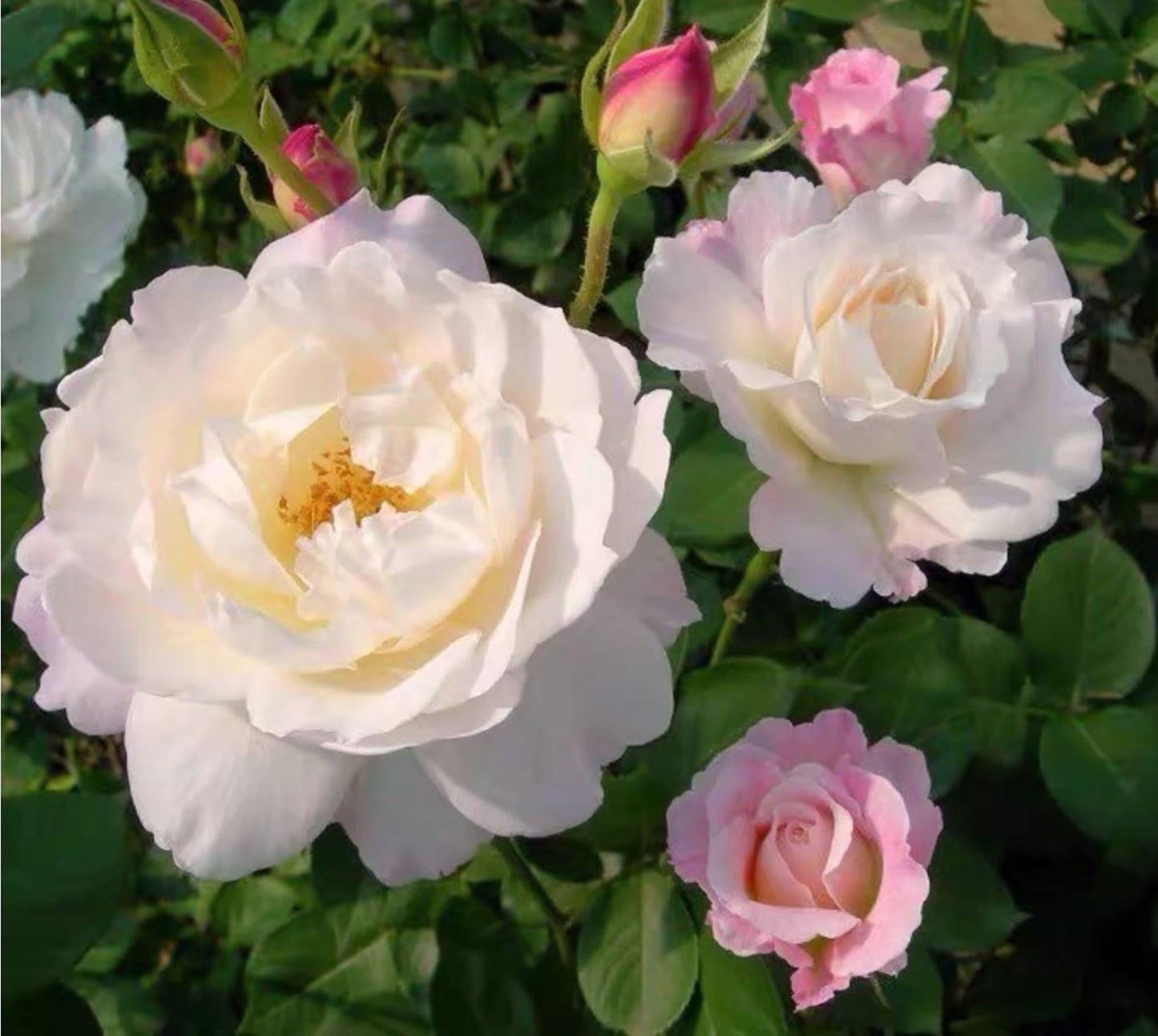 Princess Tenko 天宫公主 プリンセステンコー, Japanese Shrub Rose , Strong Fruity Sweet Fragrance,  Large,  Non-Grafted/Own Root.