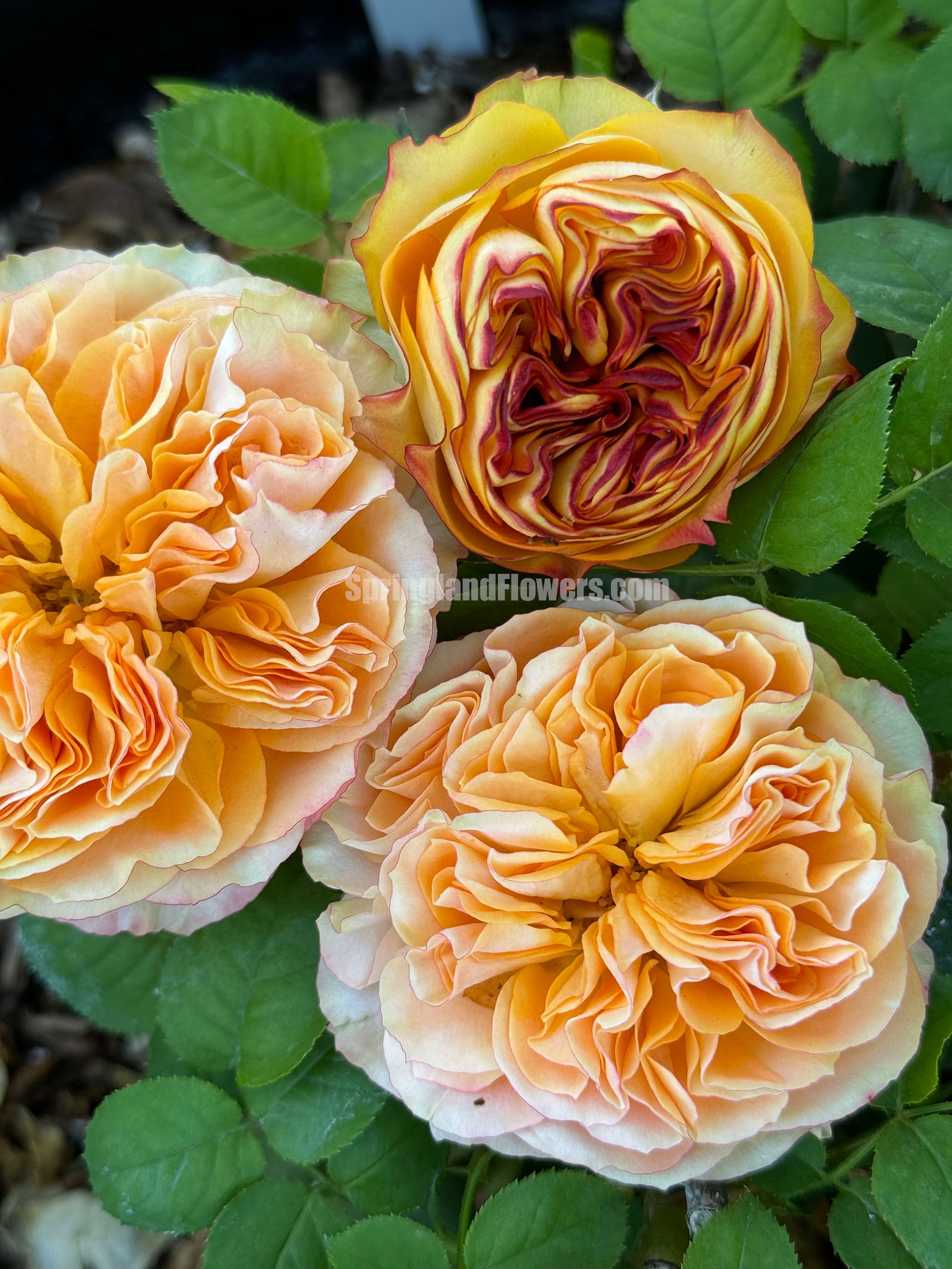 Popular Roses – Page 5 – SpringlandFlowers