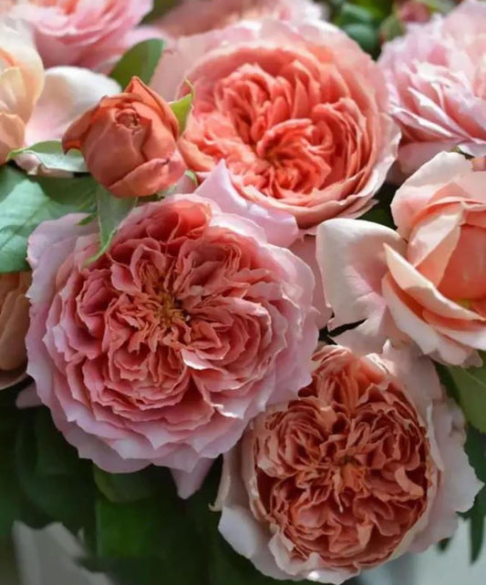 Moulin de la Galette 煎饼磨坊 ムーランドラギャレット, Japanese Shrub Rose，Strong Disease Resistance, Heat-Tolerant , Own Root.