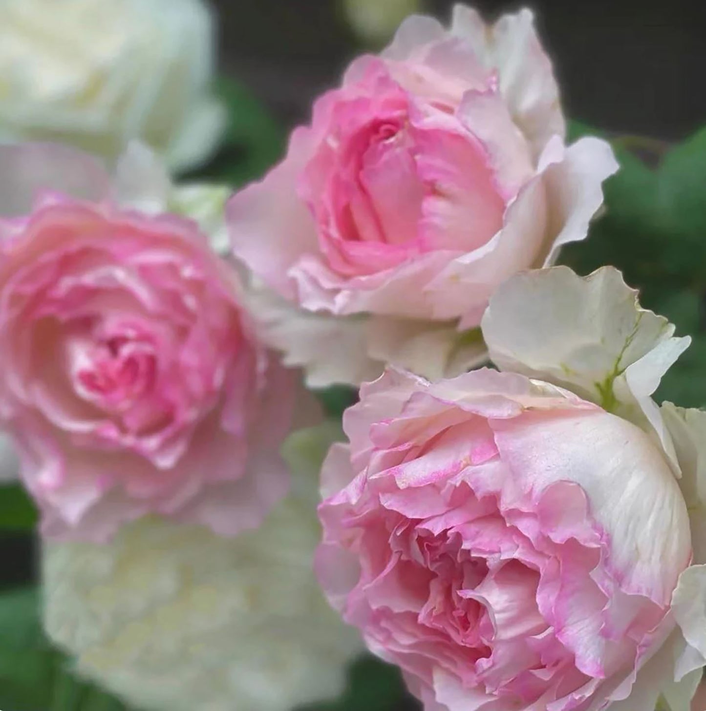 M-Perzik 佩尔朱克ペルジューク , Japanese Shrub Rose, Non-Grafted/Own Root.