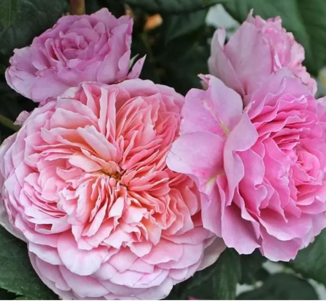 Eisvogel 翠鸟 Hybrid Tea Rose, Strong Fragrance, Excellent Disease Resistance,Non-Grafted/Own Root.