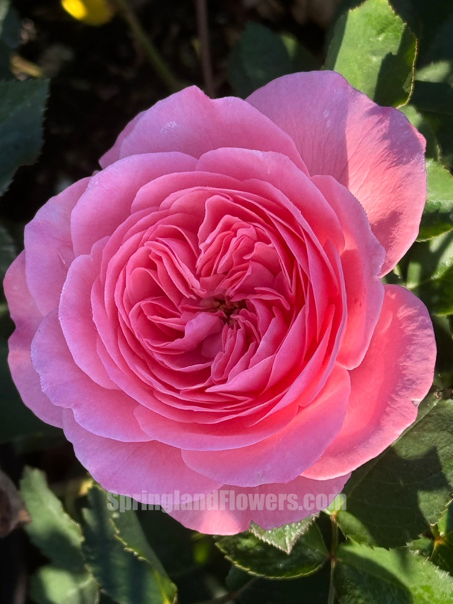 NEW 2022 ! Sweetness of You 蜜语，Floribunda Rose, 天狼月季，Upright, Repeat-Flowering, Heat-Resistant, Disease-Resistant, Non-Grafted/Own Root.