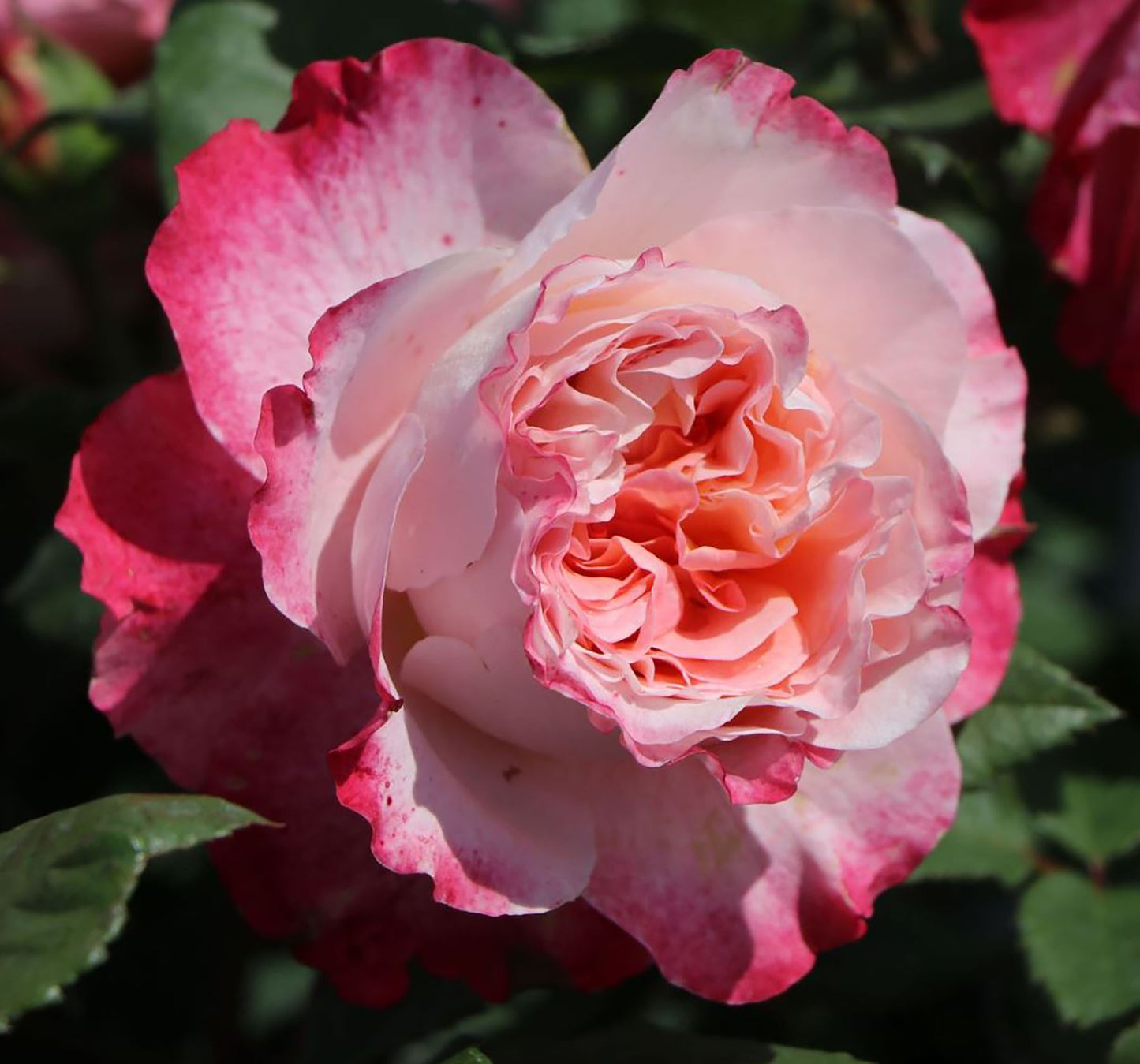 Augusta Luise 奥古斯塔.路易斯, Hybrid Tea Rose, Strong fragrance. Large. 2 Years Old 1 Gal, Non-Grafted/Own Root.