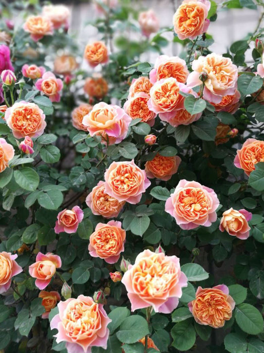 The Impressionist 印象派, Climbing Rose, Non-Grafted/Own Root.