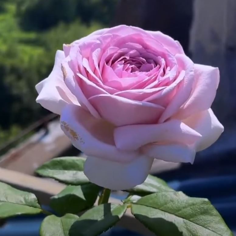 The Pride 荣耀（尼普），Hybrid Tea Rose, Strong  Fruity  Fragrance.  Non-Grafted/Own Root.