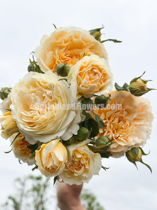 Rebirth 重生，Shrub Rose, Non-Grafted/Own Root.