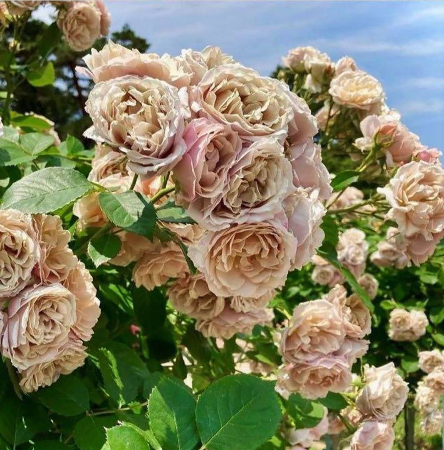 #SPJ060 , extremely similar to Iori 八神庵, Japanese Florist Floribunda Rose，Heat-Resistant, Disease-Resistant, Non-Grafted/Own Root.