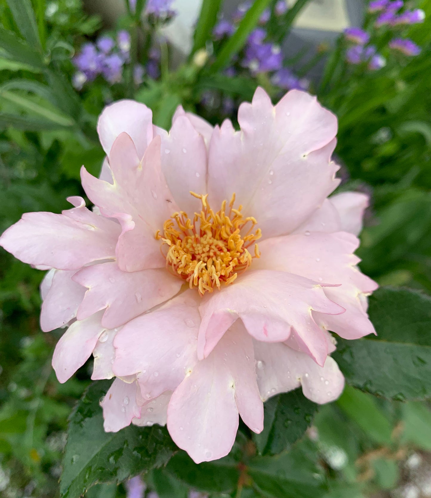 Couture Rose Tilia 玫瑰时装 クチュール・ローズ・チリア, Japanese Floribunda Rose.  Strong fragrance. Non-Grafted/Own Root.