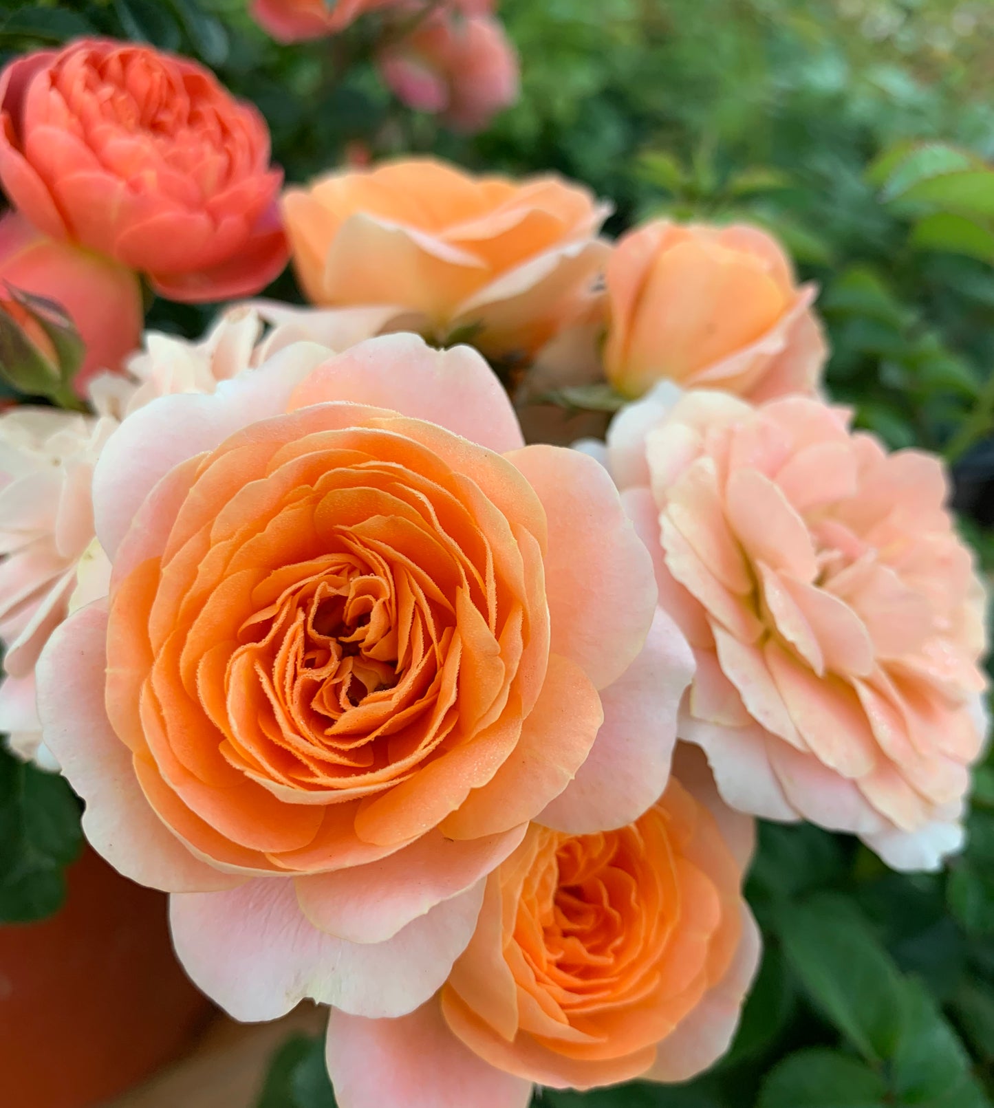 Champagne Terrace  果汁阳台 Floribunda Rose, Non-Grafted/Own Root.Yearlong flower buds. Perfect for small gardens.