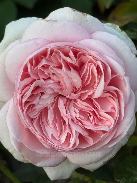 #SPG041，German Florist Shrub Rose, Heat-tolerant, disease-resistant, Non-Grafted/Own Root.