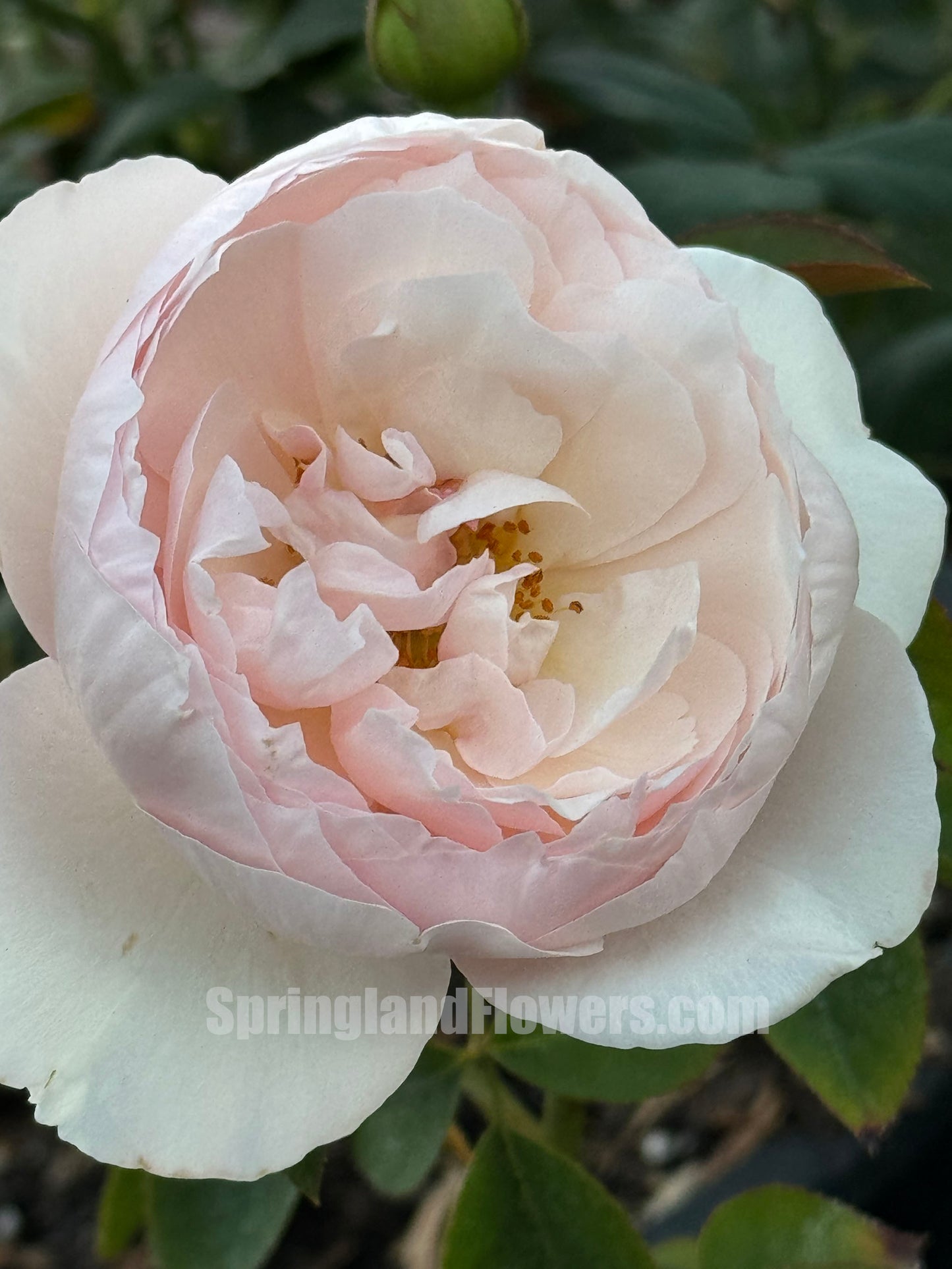 Peony Pink 芍药粉，Shrub Rose, Non-Grafted/Own Root.