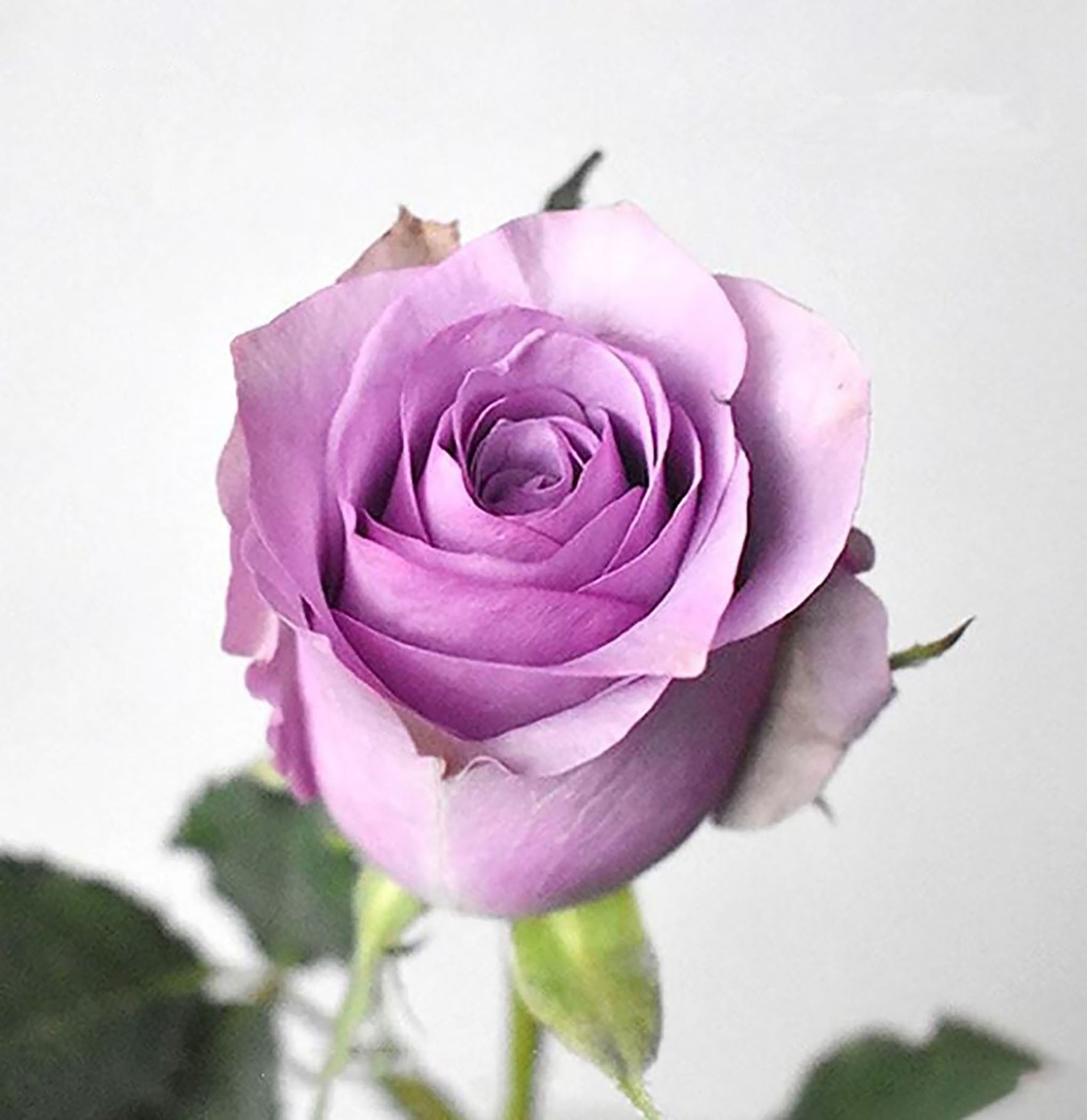 Nightingale 紫霞仙子/夜莺，Shrub Rose，Non-Grafted/Own Root