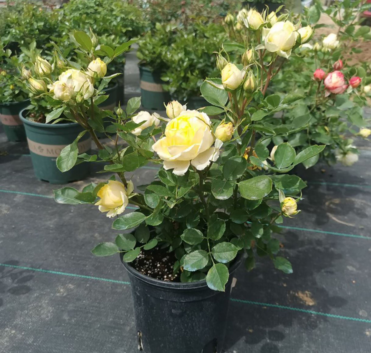Canary 金丝雀，Floribunda Rose,   Non-Grafted/Own Root.