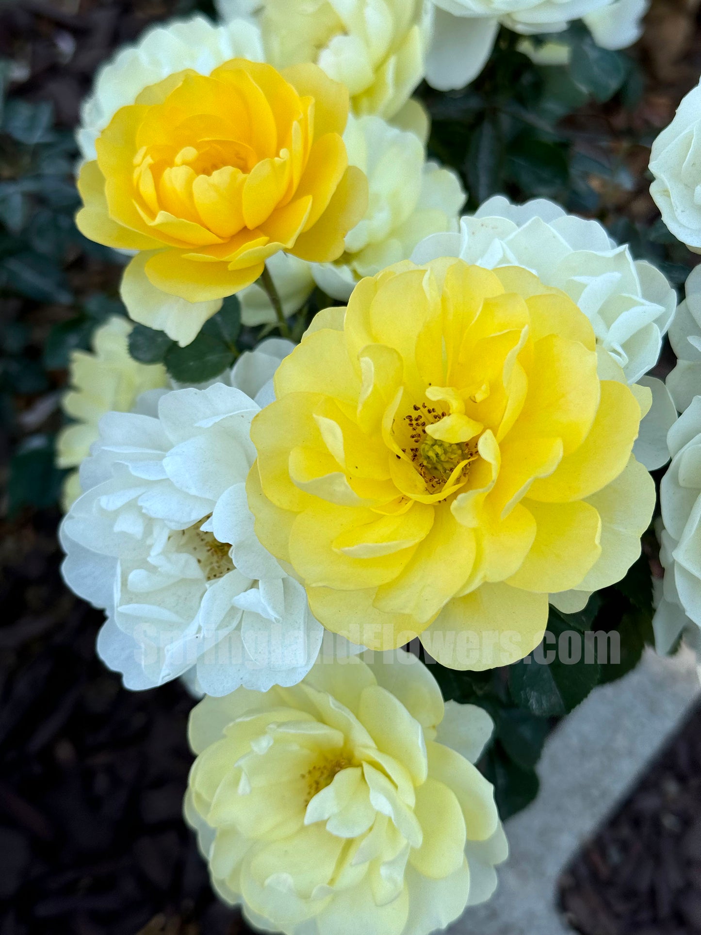 Lemonade Terrace 黄果汁，Floribunda Rose, Non-Grafted/Own Root.Yearlong flower buds. Perfect for small gardens.