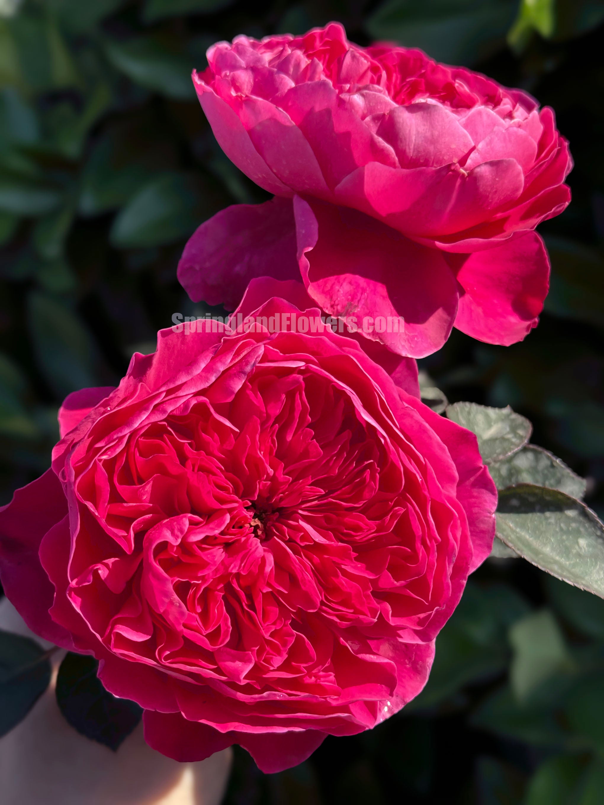 Fragrant Roses – SpringlandFlowers