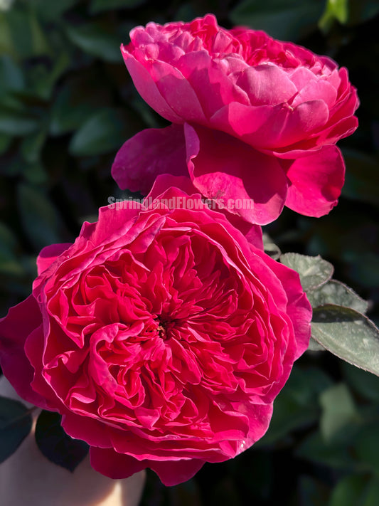 Accademia 阿卡德米亚学院, Hybrid Tea Rose, Deep pink - violet.  Strong fragrance. Non-Grafted/Own Root.